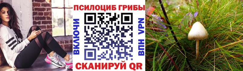 Псилоцибиновые грибы Psilocybe  Котельниково 